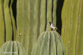 Black-throated Sparrow on Cardón Cactus