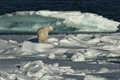 Polar Bear (Pack Ice North of Svalbard)