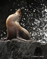 Galápagos Sea Lion (Champion Islet, Isla Española)