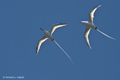 Red-Billed Tropicbirds (Guy Fawkes Islets)