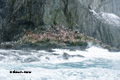 Chinstrap Penguins on Elephant Island