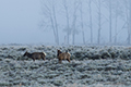 Elk