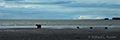 Coastal Brown Bear and Cubs