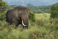 African Elephant