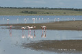 Lesser Flamingo