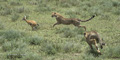 Hunting Cheetah