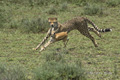 Hunting Cheetah