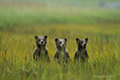 Coastal Brown Bear Cubs (Triplets)