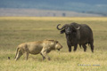 Lions Hunting a Cape Buffalo