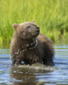 Alaskan Coastal Brown Bear Playing in a Pond