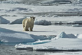 Polar Bear (Pack Ice North of Svalbard)