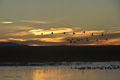 Sandhill Crane at Sunrise