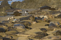 Northern Elephant Seals on California Beach
