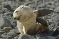 Leucistic Antarctic Fur Seal Pup